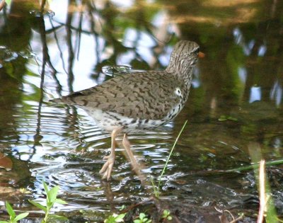 Spotted Sandpiper 153