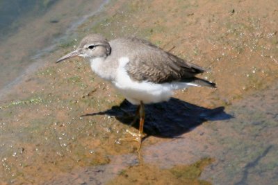 Spotted Sandpiper 153