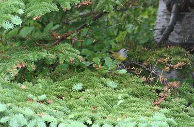 MacGillivray's Warbler  396
