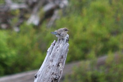 Mountain Bluebird  348