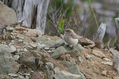 Rock Wren  339