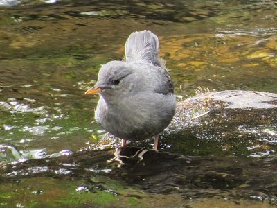 American Dipper  343
