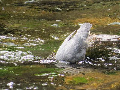 American Dipper  343