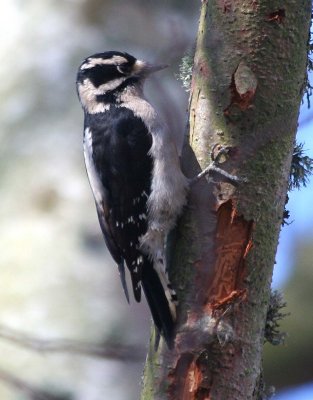 Downy Woodpecker  275