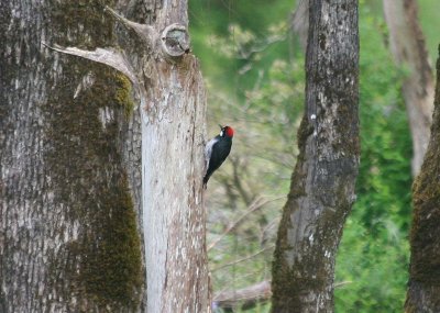 Acorn Woodpecker  270