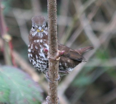 Sooty Fox Sparrow  418