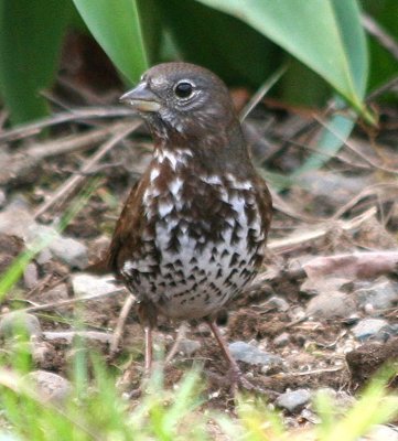 Sooty Fox Sparrow  418