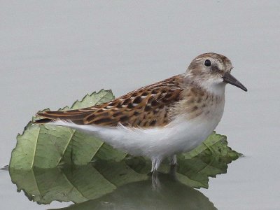 Least Sandpiper  170