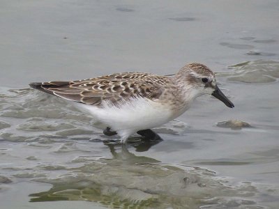 Semipalmated Sandpiper  167