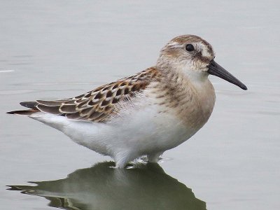 Western Sandpiper  168