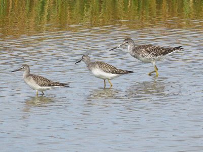 Greater & Lesser Yellowlegs (147 & 148)