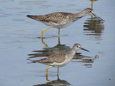 Greater & Lesser Yellowlegs (147 & 148)
