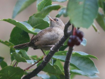 House Wren  340