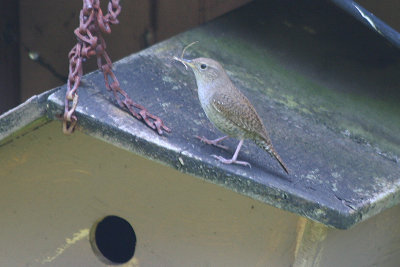 House Wren  340