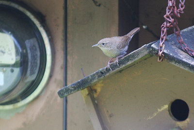 House Wren  340