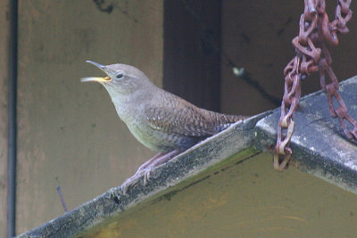 House Wren  340