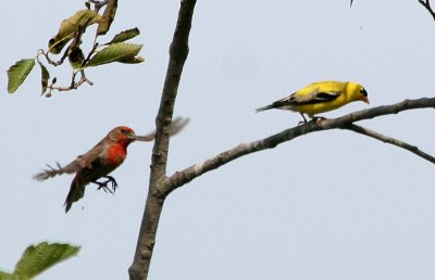 House Finch  457