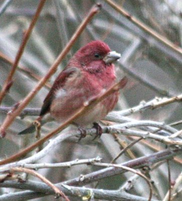 Purple Finch  455 