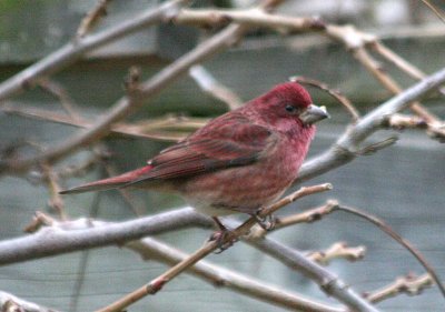 Purple Finch  455 