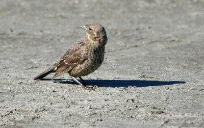 Brown-headed Cowbird  446