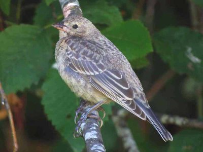 Brown-headed Cowbird  446