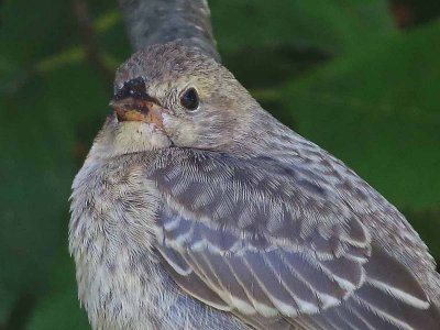 Brown-headed Cowbird  446