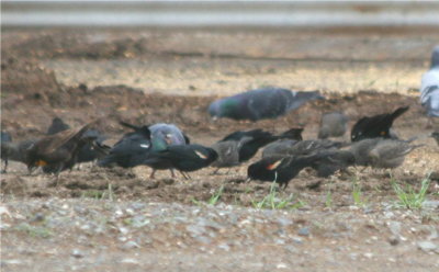 Tricolored Blackbird   439