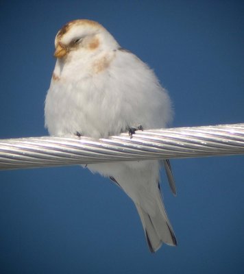 Snow Bunting  430