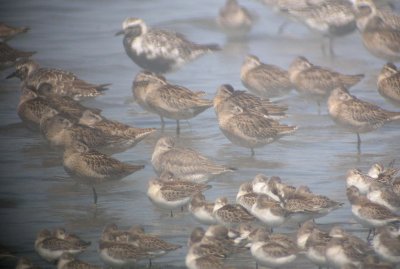 Red Knot 165