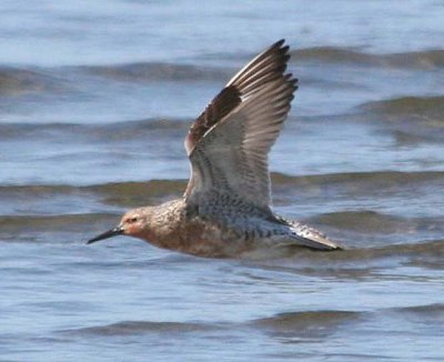 Red Knot 165