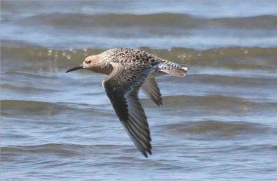 Red Knot 165