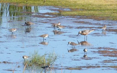 Red Knot 165