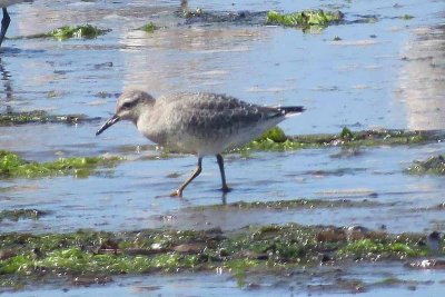 Red Knot 165