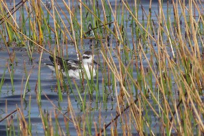 Red-necked Phalarope  185