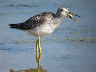Greater Yellowlegs 147