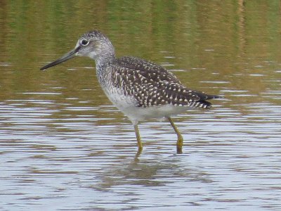 Greater Yellowlegs 147