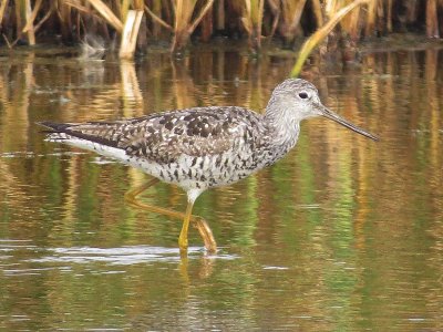 Greater Yellowlegs 147