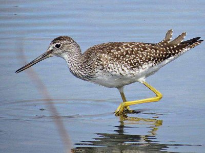 Greater Yellowlegs 147