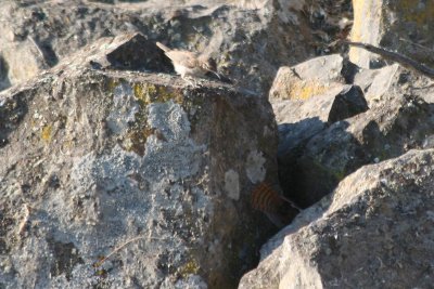 Rock Wren & Canyon Wren  339 & 338