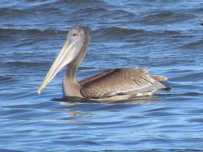 Brown Pelican 91
