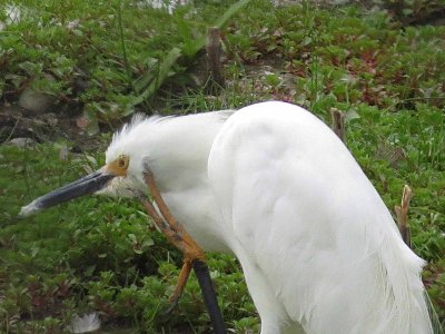 Snowy Egret 612