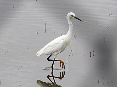 Snowy Egret 612