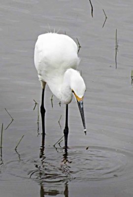Snowy Egret 612