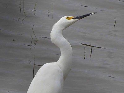 Snowy Egret 612
