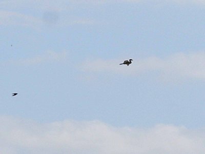Pied-billed Grebe in flight