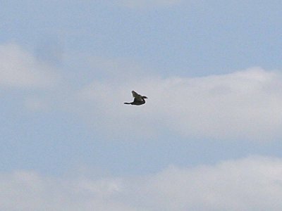 Pied-billed Grebe in flight