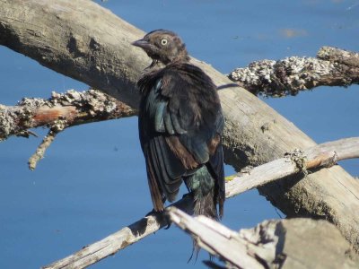 Brewer's Blackbird