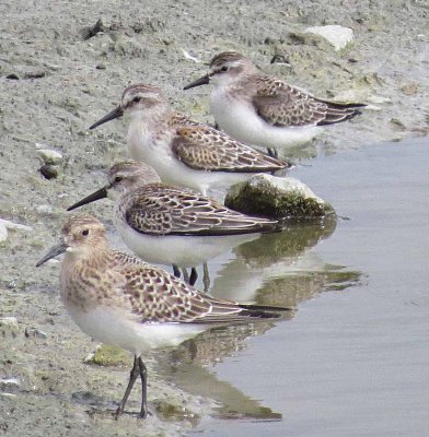 Baird's, Western and Semipalmated Sandpipers