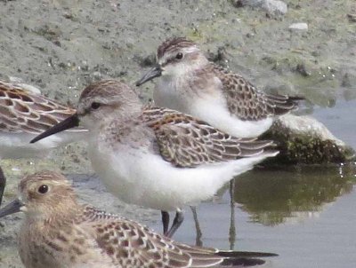 Baird's, Western and Semipalmated Sandpipers