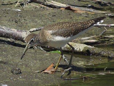 Solitary Sandpiper